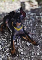Yellow, a male Miniature Pinscher for sale in Hollywood, FL – 6 of 10