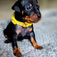 Yellow, a male Miniature Pinscher for sale in Hollywood, FL – Photo 4 of 10