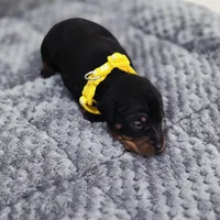 Yellow, a male Miniature Pinscher for sale in Hollywood, FL – Photo 7 of 10