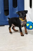 Yellow, a male Miniature Pinscher for sale in Hollywood, FL – Photo 3 of 10