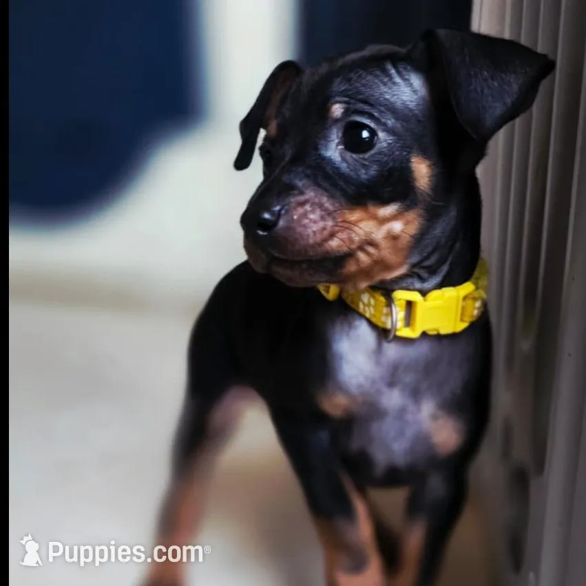 Yellow – Miniature Pinscher puppy for sale in Hollywood, FL
