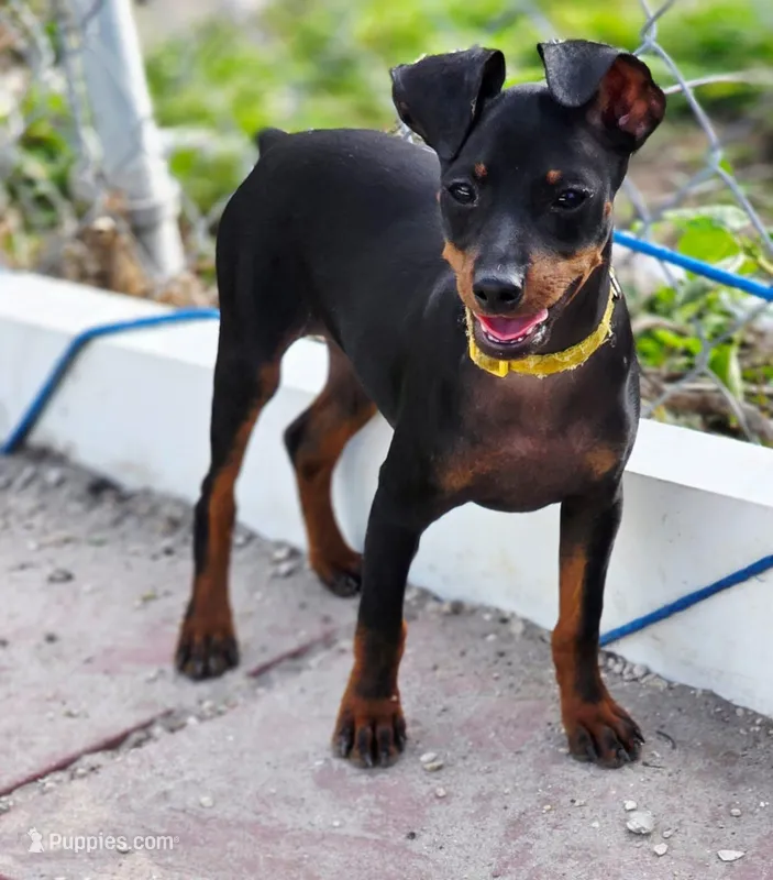 Yellow – Miniature Pinscher puppy for sale in Hollywood, FL