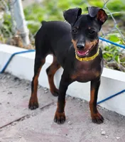 Yellow, a male Miniature Pinscher for sale in Hollywood, FL – 1 of 10