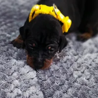 Yellow, a male Miniature Pinscher for sale in Hollywood, FL – Photo 8 of 10