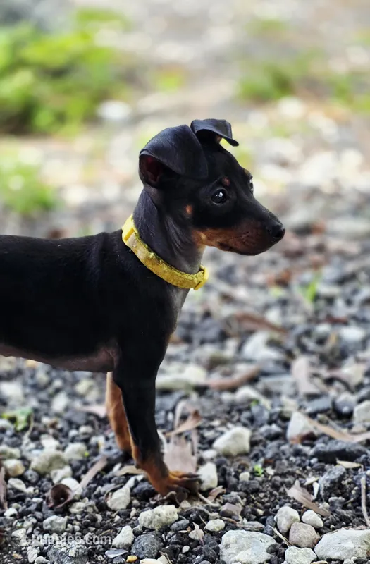 Yellow – Miniature Pinscher puppy for sale in Hollywood, FL