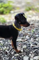 Yellow, a male Miniature Pinscher for sale in Hollywood, FL – 5 of 10