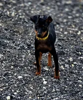 Yellow, a male Miniature Pinscher for sale in Hollywood, FL – 3 of 10