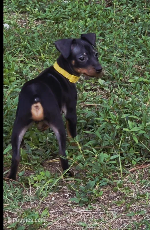 Yellow – Miniature Pinscher puppy for sale in Hollywood, FL