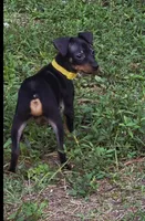Yellow, a male Miniature Pinscher for sale in Hollywood, FL – Photo 1 of 10