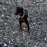 Yellow, a male Miniature Pinscher for sale in Hollywood, FL – 4 of 10