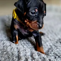 Yellow, a male Miniature Pinscher for sale in Hollywood, FL – Photo 5 of 10