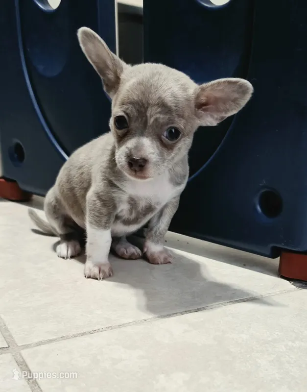 Sanji – Chihuahua puppy for sale in Hollywood, FL