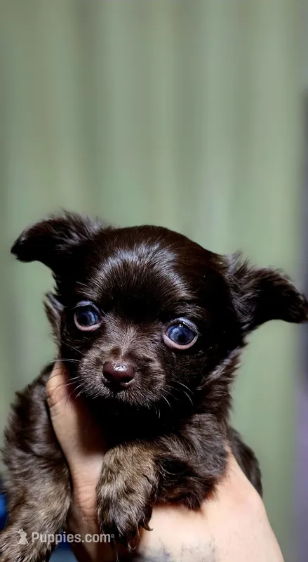 Luffy – Chihuahua puppy for sale in Hollywood, FL