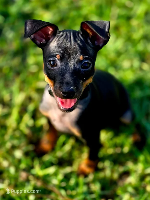 Black – Miniature Pinscher puppy for sale in Hollywood, FL