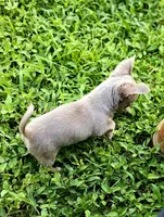 Simba, a male Chihuahua for sale in Hollywood, FL – 3 of 10