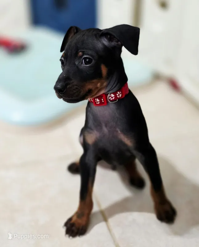 Red – Miniature Pinscher puppy for sale in Hollywood, FL