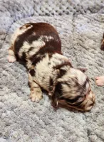 Lily, a female Chihuahua for sale in Hollywood, FL – Photo 3 of 6