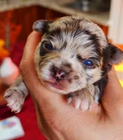 Lily, a female Chihuahua for sale in Hollywood, FL – Photo 1 of 6