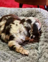 Lily, a female Chihuahua for sale in Hollywood, FL – Photo 2 of 6