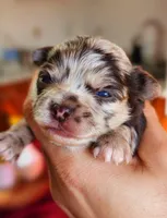 Lily, a female Chihuahua for sale in Hollywood, FL – Photo 4 of 6