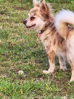 Lily, a female Chihuahua for sale in Hollywood, FL – Photo 5 of 6