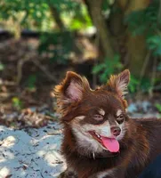 Lily, a female Chihuahua for sale in Hollywood, FL – Photo 6 of 6