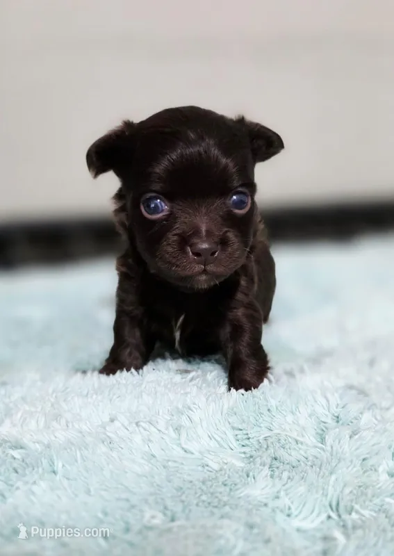 Luffy – Chihuahua puppy for sale in Hollywood, FL