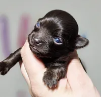 Luffy, a male Chihuahua for sale in Hollywood, FL – Photo 3 of 6