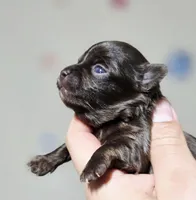 Luffy, a male Chihuahua for sale in Hollywood, FL – Photo 2 of 6