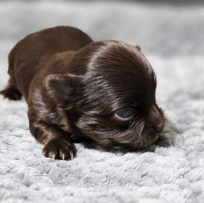 Luffy – Chihuahua puppy for sale in Hollywood, FL