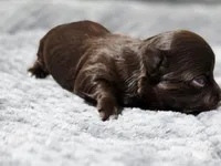 Luffy, a male Chihuahua for sale in Hollywood, FL – Photo 4 of 6