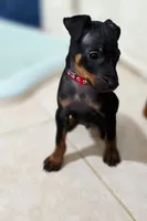 Red, a male Miniature Pinscher for sale in Hollywood, FL – 2 of 9