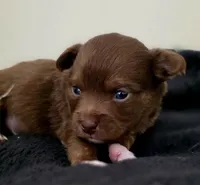 Thor, a male Chihuahua for sale in Hollywood, FL – 1 of 4