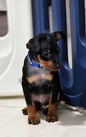 Blue, a male Miniature Pinscher for sale in Hollywood, FL – 2 of 10