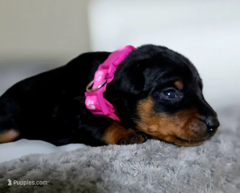 Fuscia – Miniature Pinscher puppy for sale in Hollywood, FL