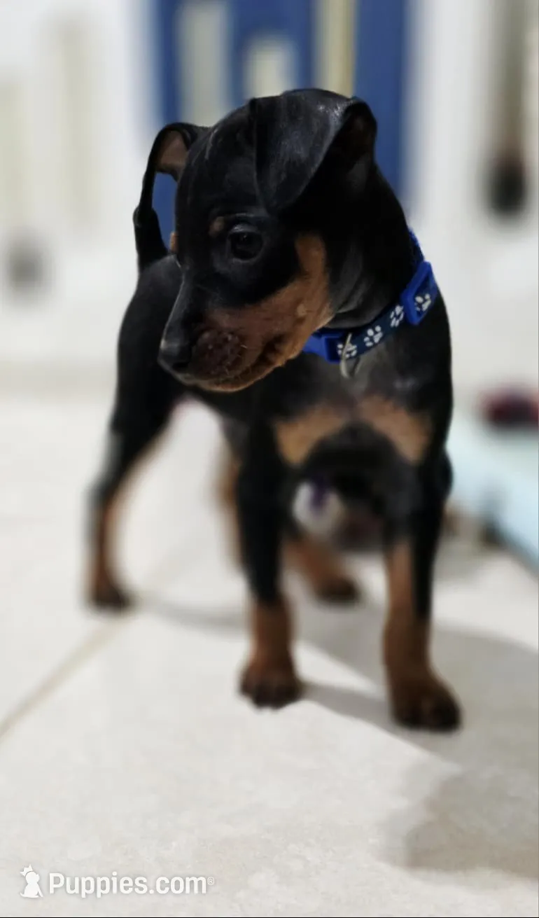 Blue, a male Miniature Pinscher for sale in Hollywood, FL – 5 of 10