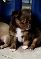 Thor, a male Chihuahua for sale in Hollywood, FL – 7 of 10
