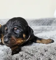 Pink, a female Miniature Pinscher for sale in Hollywood, FL – 2 of 5