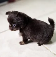 Bella, a female Chihuahua for sale in Hollywood, FL – 2 of 9