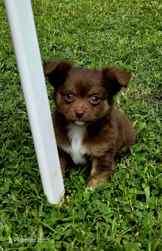 Thor – Chihuahua puppy for sale in Hollywood, FL