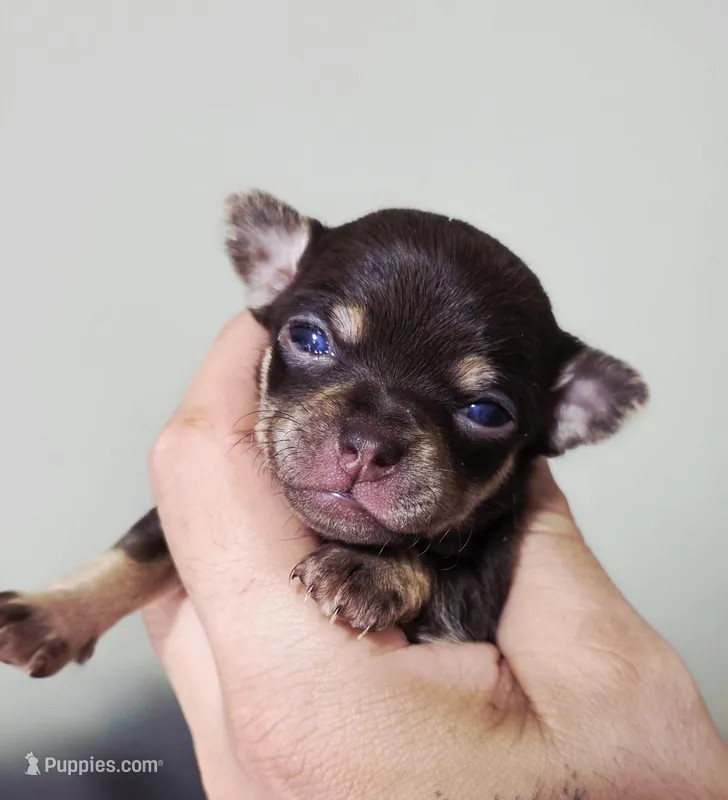 Nami – Chihuahua puppy for sale in Hollywood, FL