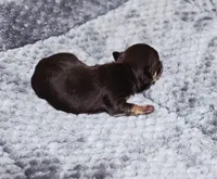 Nami, a female Chihuahua for sale in Hollywood, FL – Photo 2 of 6