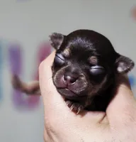 Nami, a female Chihuahua for sale in Hollywood, FL – Photo 3 of 6