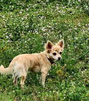 Nami, a female Chihuahua for sale in Hollywood, FL – Photo 5 of 6