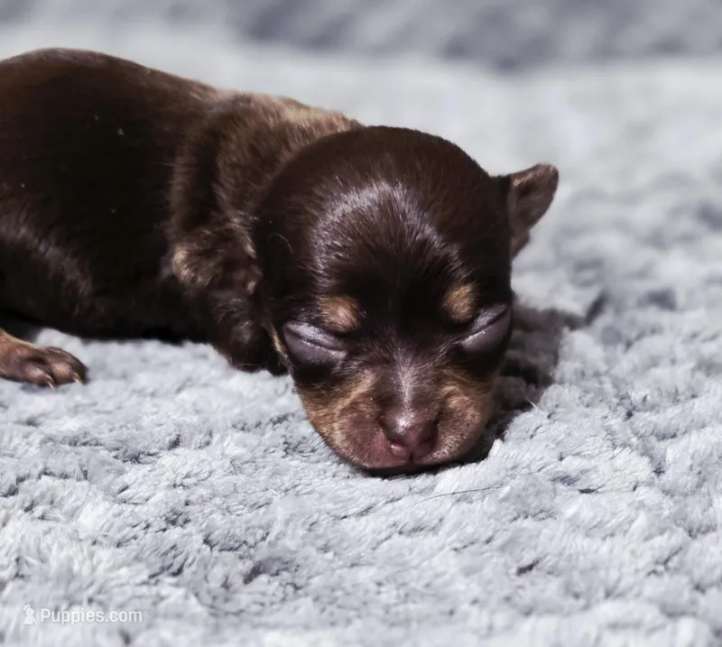 Nami – Chihuahua puppy for sale in Hollywood, FL