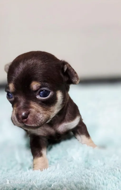 Nami – Chihuahua puppy for sale in Hollywood, FL