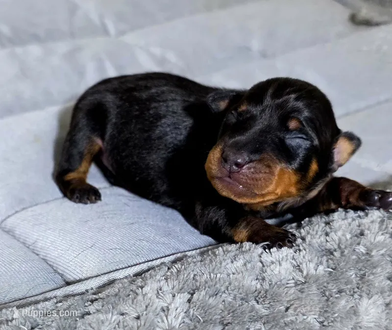 Blue – Miniature Pinscher puppy for sale in Hollywood, FL