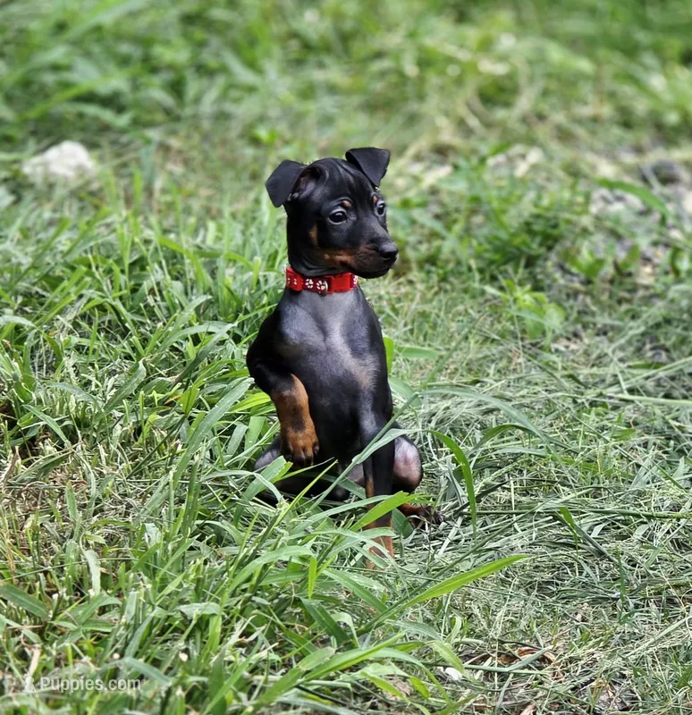 Red – Miniature Pinscher puppy for sale in Hollywood, FL