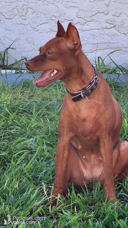 Xena – Miniature Pinscher puppy for sale in Hollywood, FL