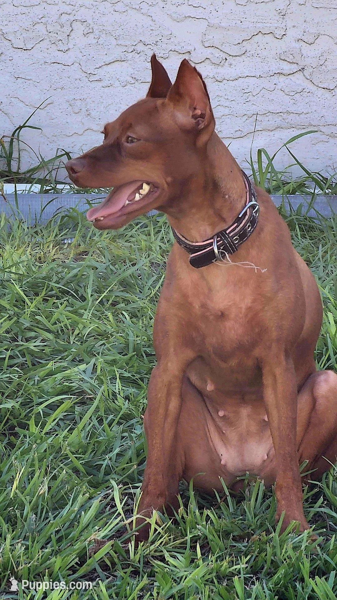 Xena, a female Miniature Pinscher for sale in Hollywood, FL – Photo 2 of 2